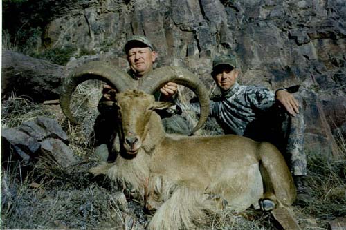 aoudad_500_011