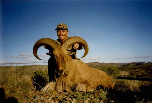 aoudad_500_013