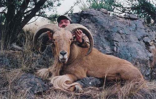 aoudad_500_020