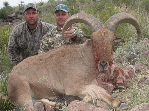 aoudad_500_029