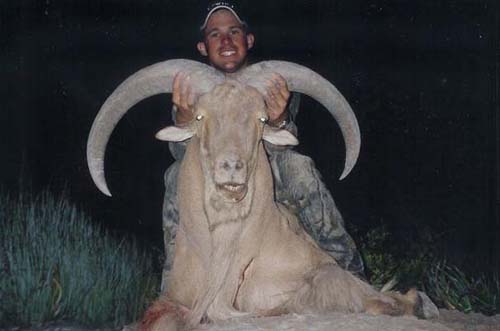 aoudad_500_031