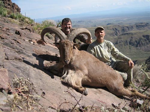 aoudad_500_041