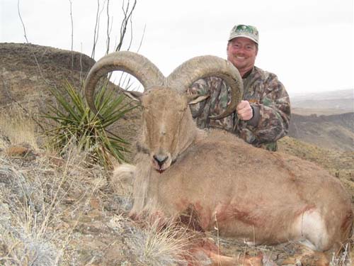 aoudad_500_048