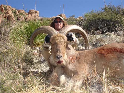 aoudad_500_057