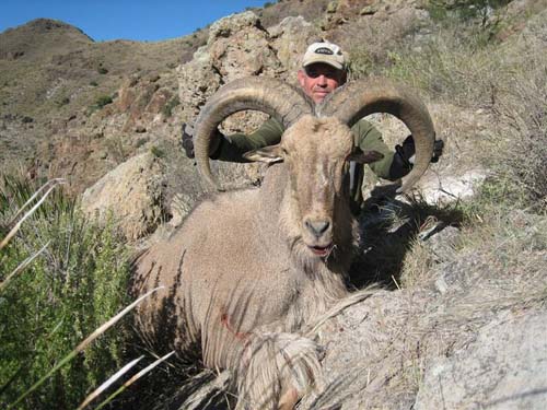 aoudad_500_059