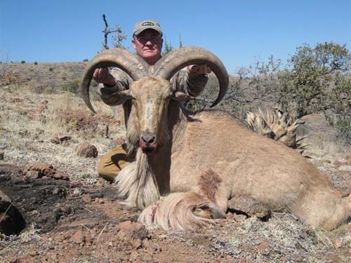 aoudad_500_065