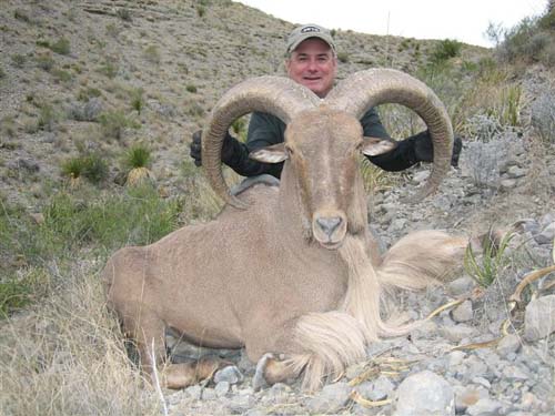 aoudad_500_075