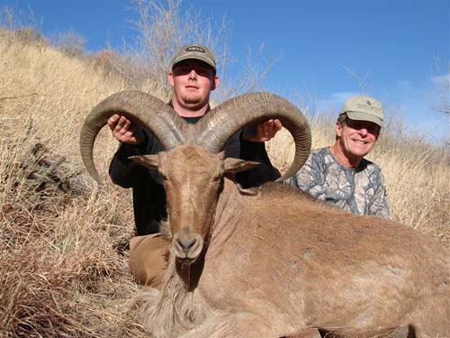 aoudad_500_080