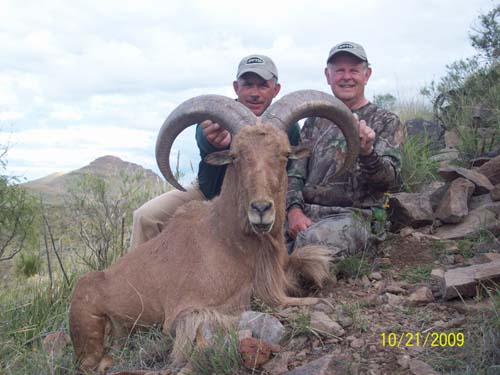 aoudad_500_082