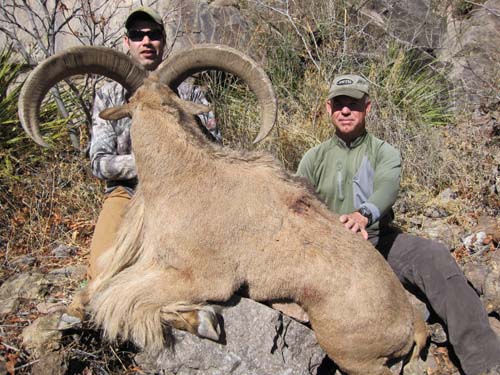 aoudad_500_085