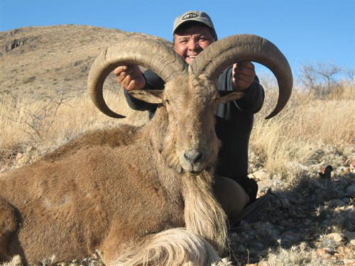 aoudad_500_088