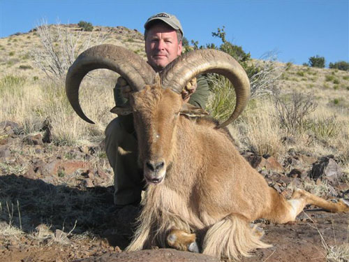 aoudad_500_090