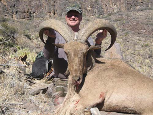 aoudad_500_096