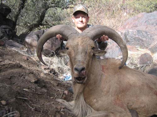 aoudad_500_099