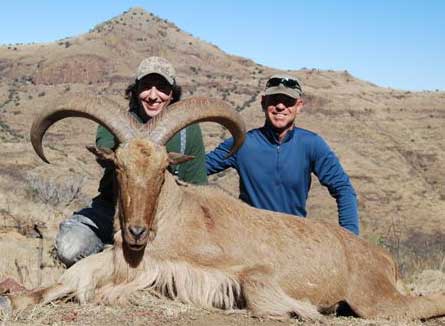 aoudad_500_102