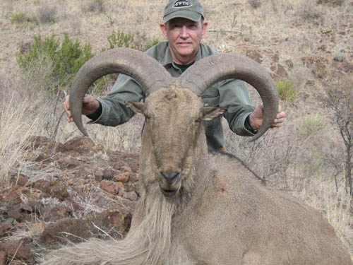 aoudad_500_106