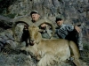 aoudad_500_011