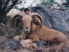 aoudad_500_020