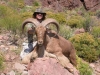 aoudad_500_028