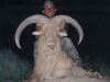 aoudad_500_031