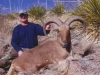 aoudad_500_033