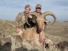 aoudad_500_038