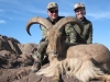 aoudad_500_050