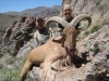 aoudad_500_055