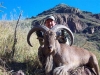 aoudad_500_073