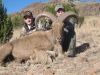 aoudad_500_079