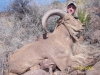 aoudad_500_081