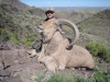 aoudad_500_086