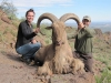 aoudad_500_091