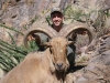 aoudad_500_097