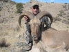 aoudad_500_103