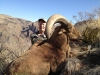 aoudad_500_105